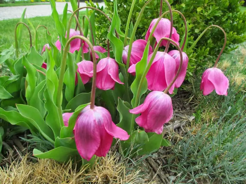 mystery tulips droopy