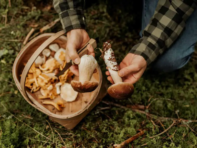 picking mushrooms in the woodspicking mushrooms in the woods