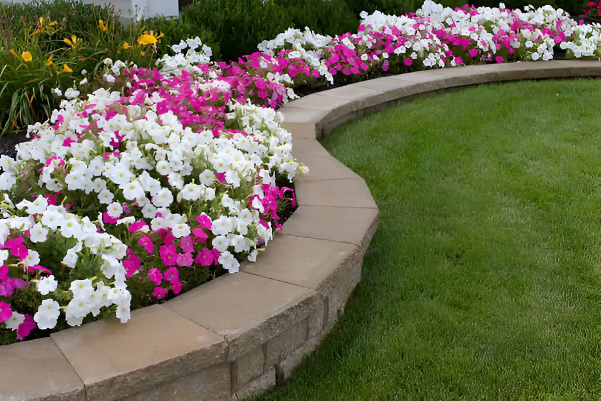 pink and white petunias retaining wall