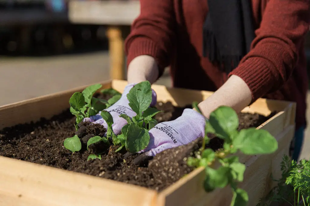 planting containers planter soil