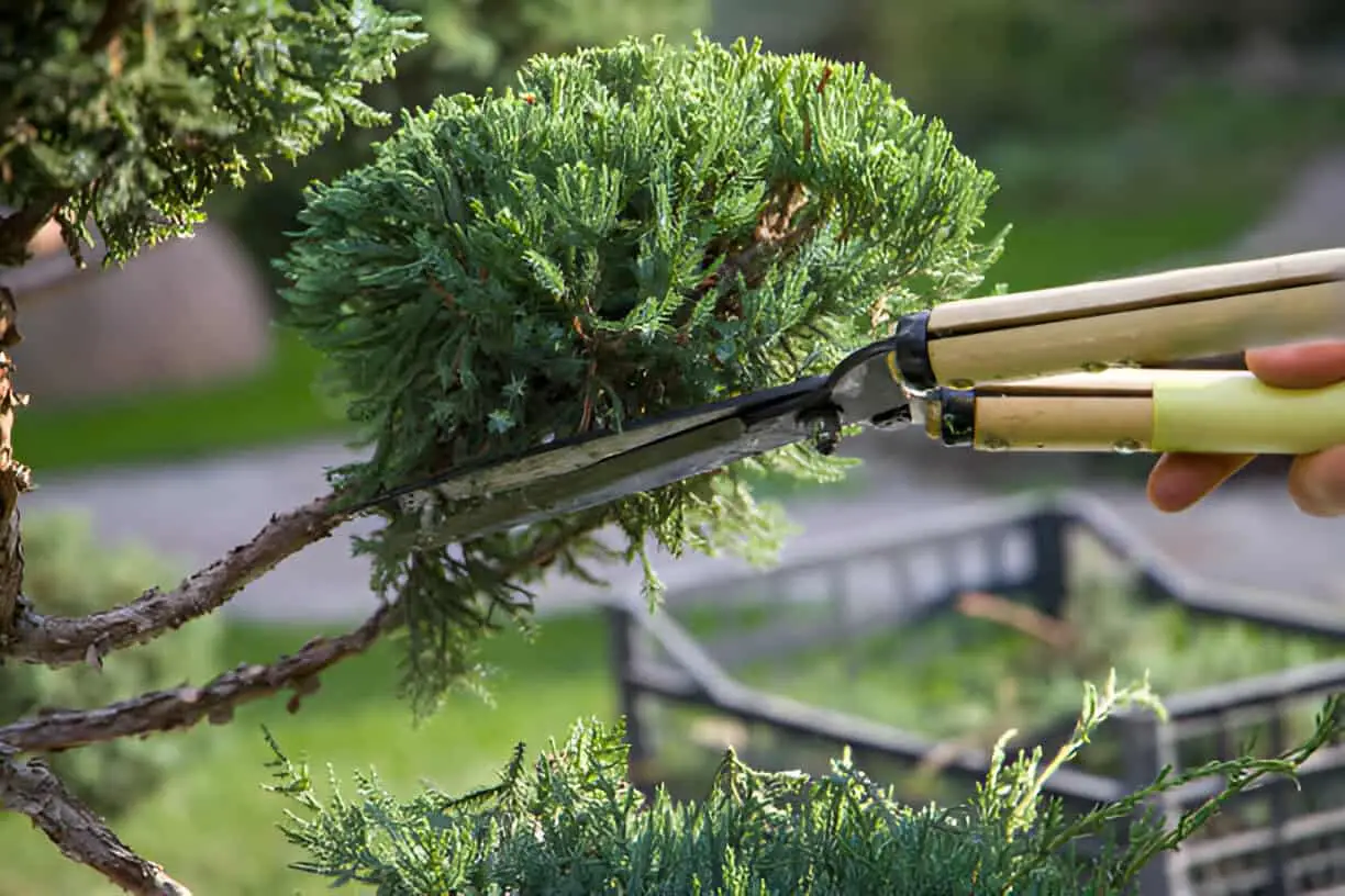 pruning a juniper tree with pruning shears