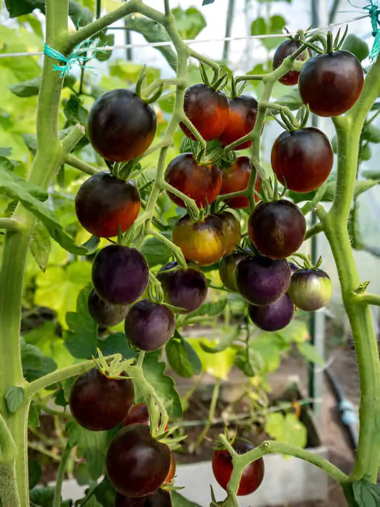 ripe purple tomatoes growing on branch