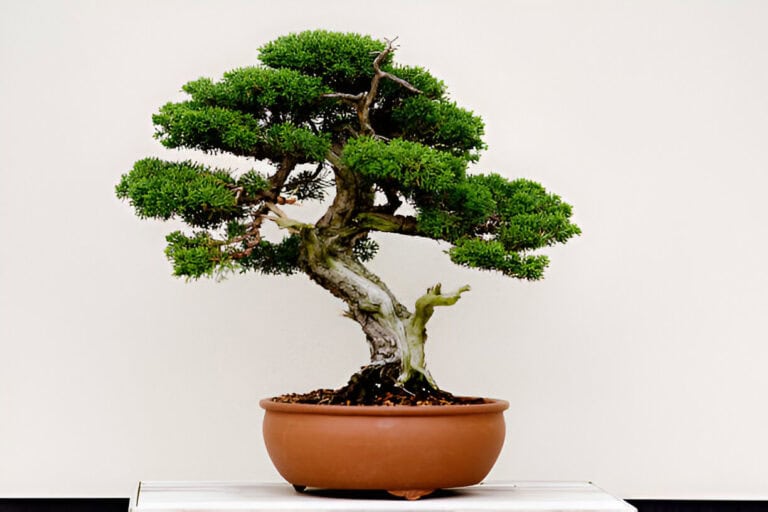 small green bonsai tree in a brown plant pot