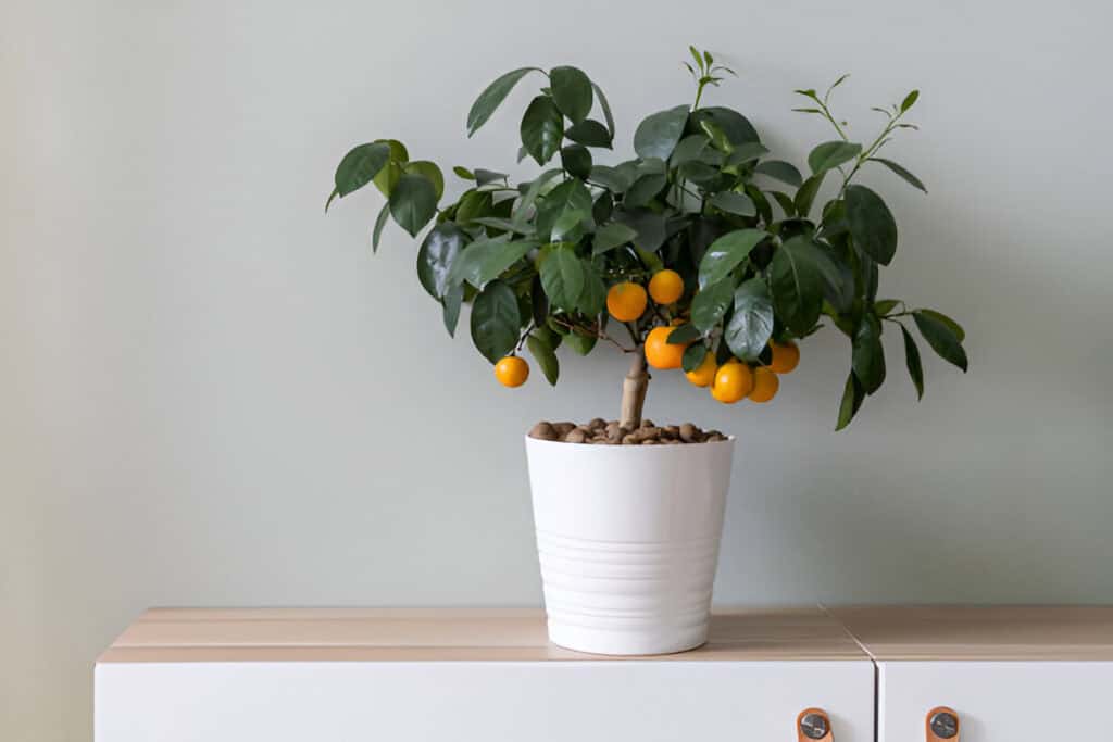 small tangerine tree with plenty of ripe fruits