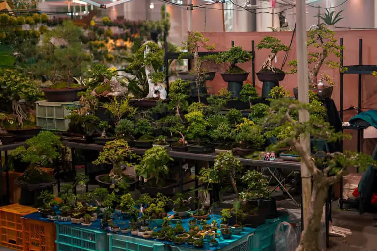 storefront selling bonsai trees