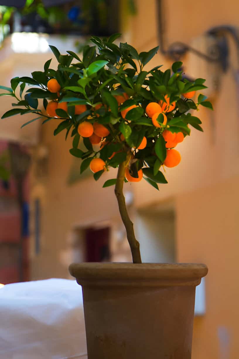 tangerine tree in a pot