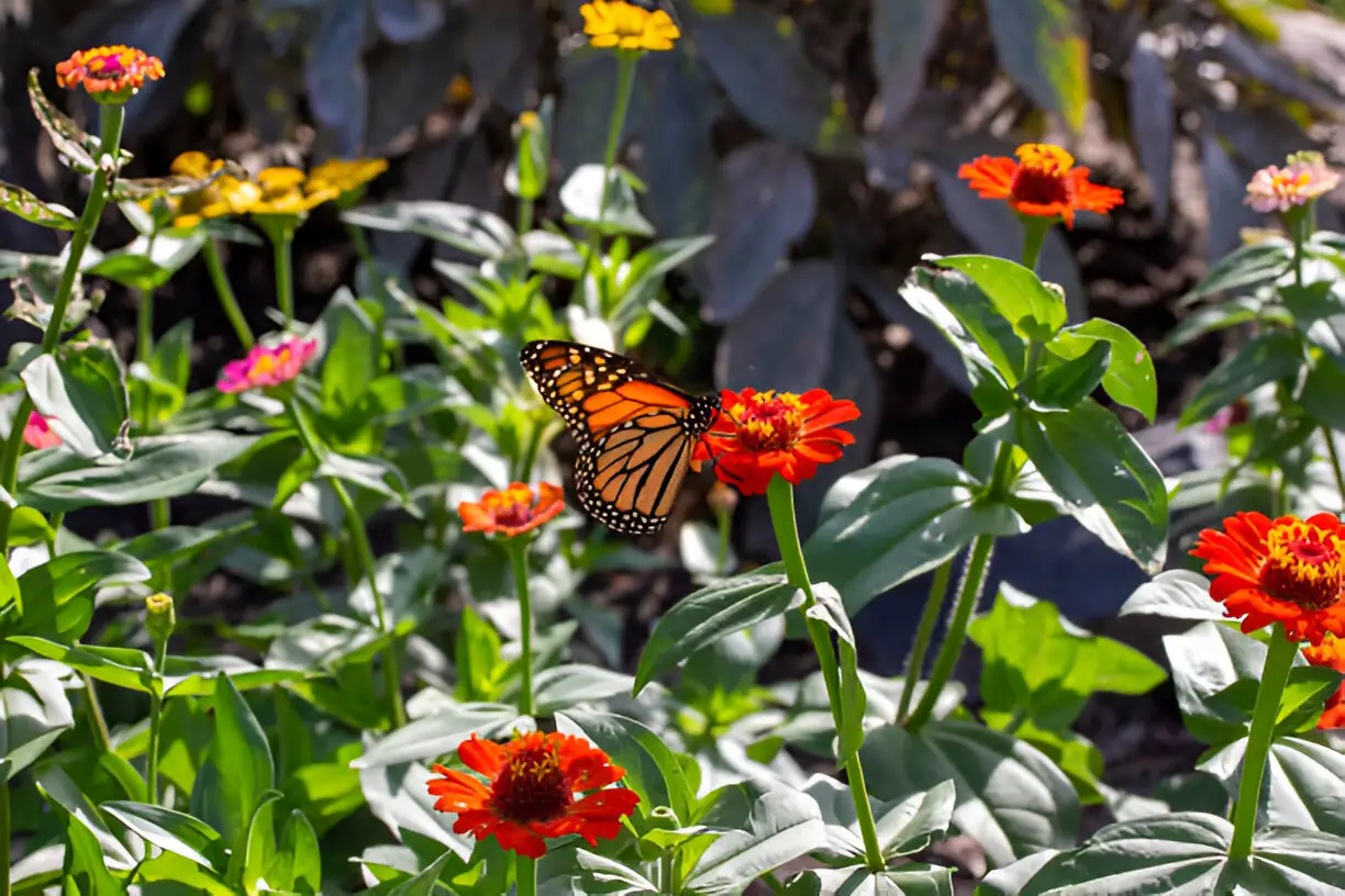 texture background of zinnia flowers and a monarch butterfly