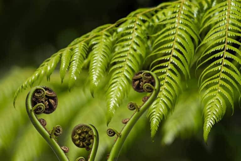 unfurling fern frond and koru