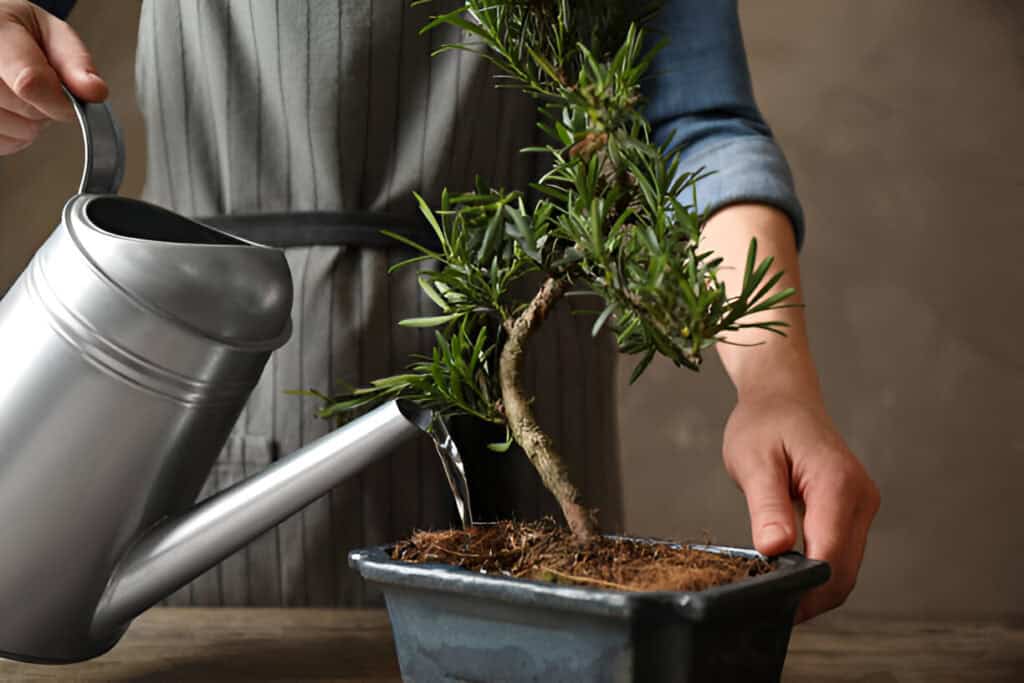 watering japanese bonsai plant