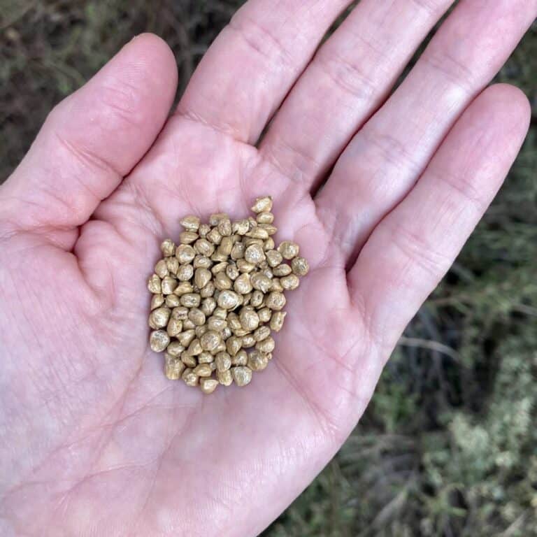 Organic Spinach Renegade Seeds