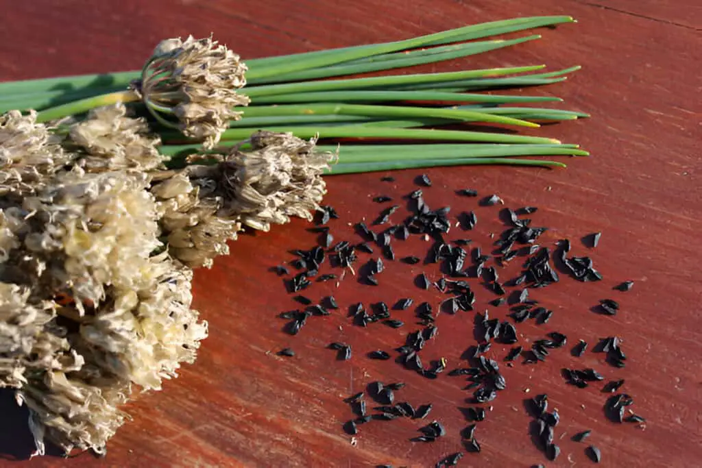 chives and chives seeds