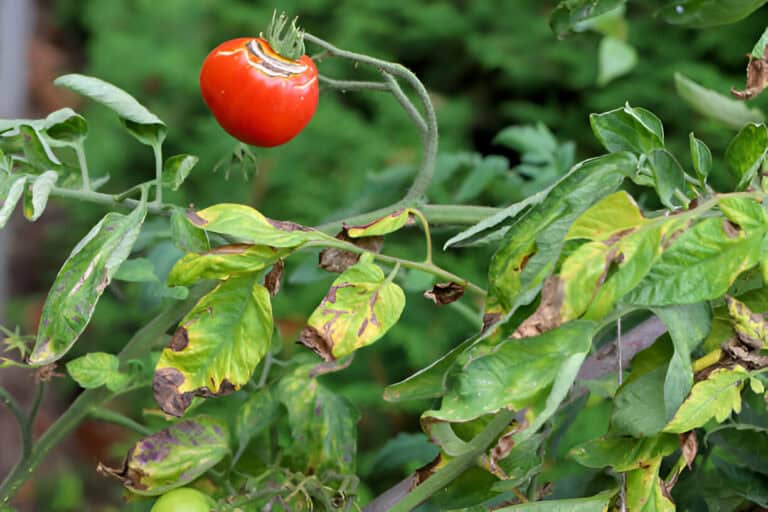 diseases of tomato late blight-or-potato blight tomato stricken phytophthora