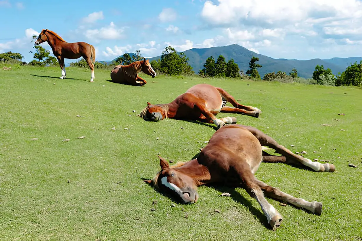 happy horse family lying down