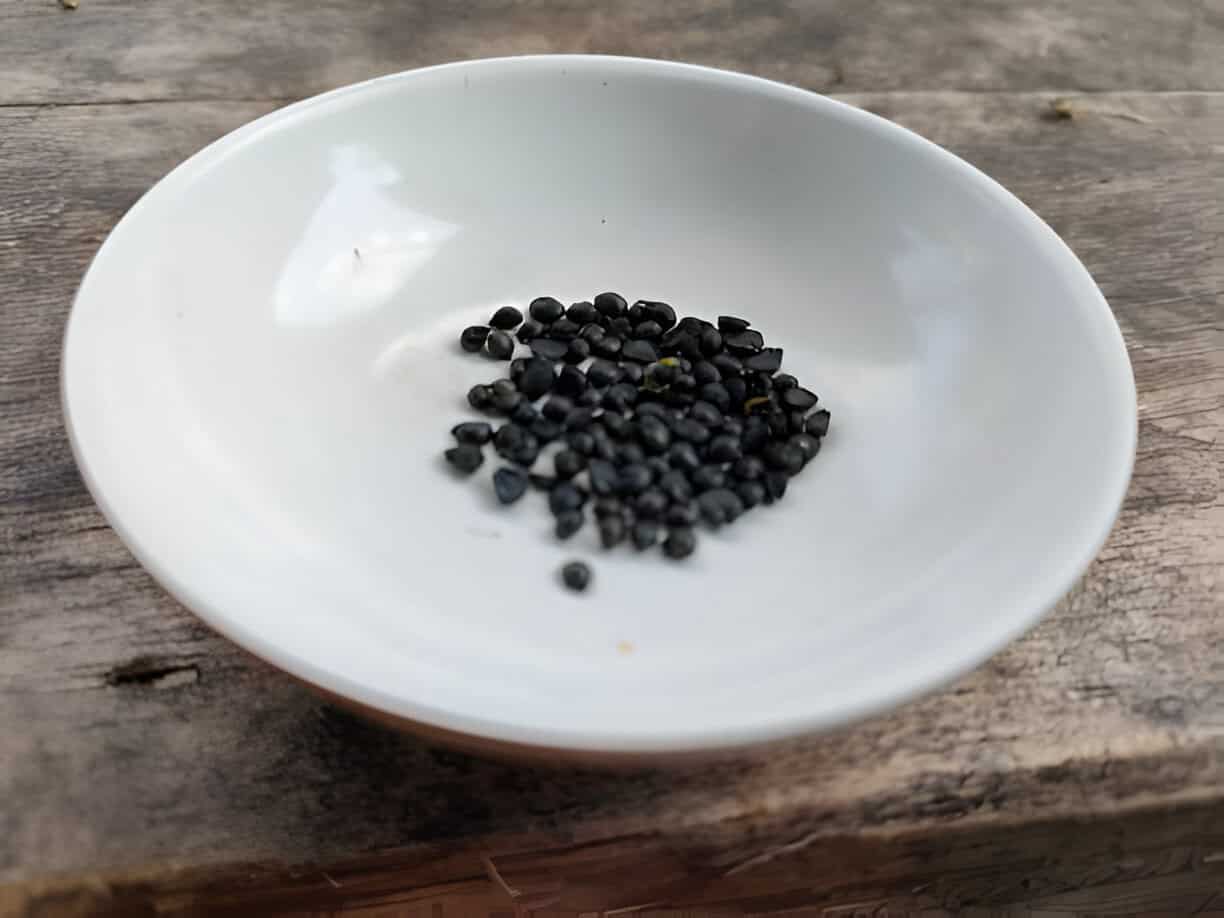 harvest chive flower seeds