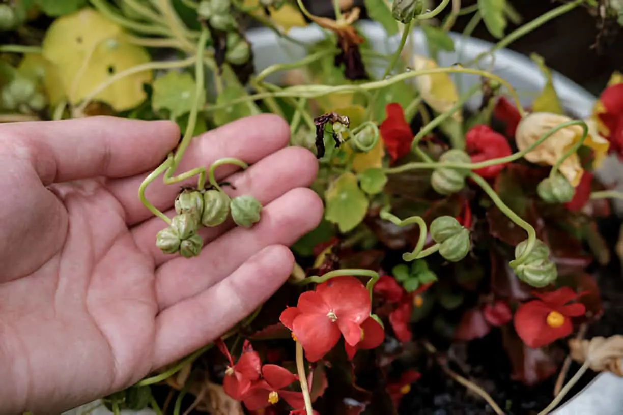 nasturtium seeds in hand