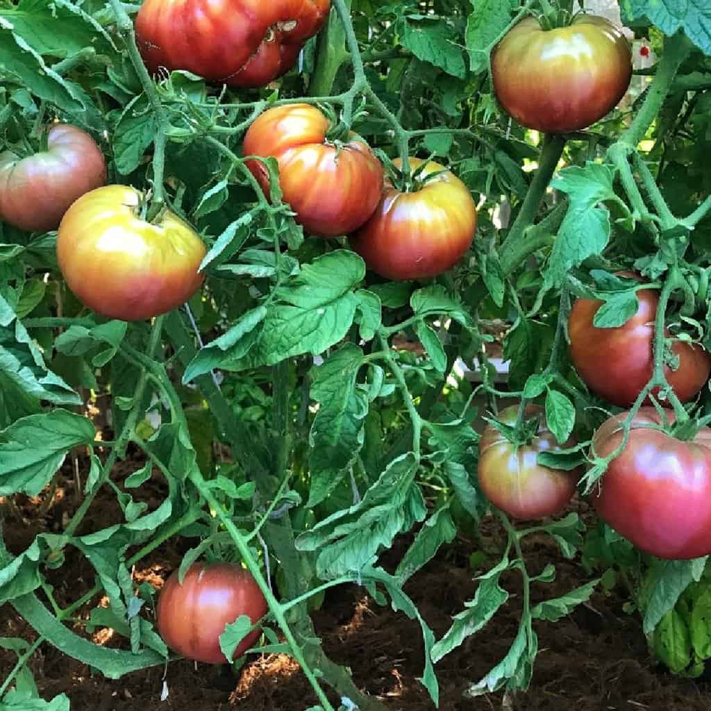 purple cherokee tomato plants