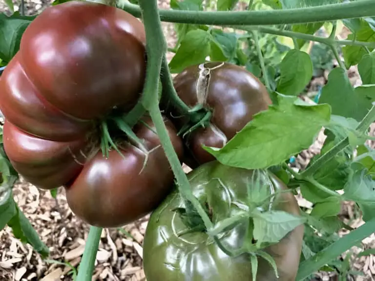 purple cherokee tomatoes