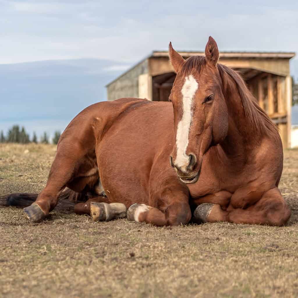 sleeping mare horse