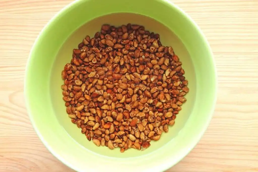 water spinach seeds being soaked before planting