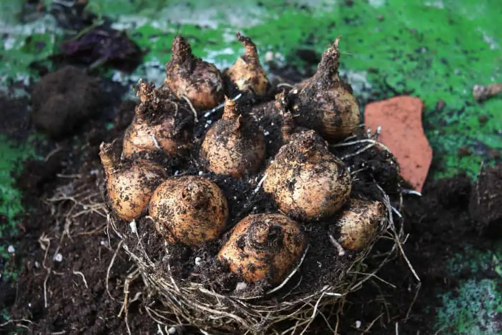 Planting Spring Bulbs in Containers