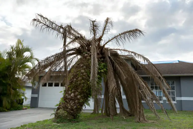 dead palm tree with dry branches-on-home backyard tree removal