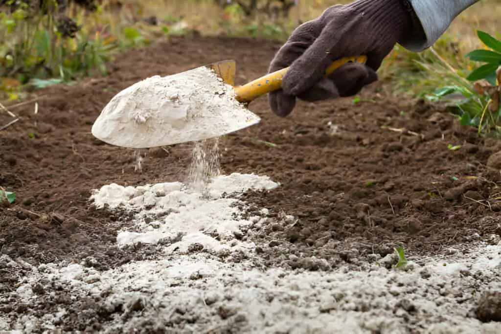 gardener sprinkles the flower bed with dolomite flour