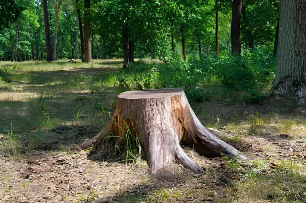 tree stump dry out rotteen