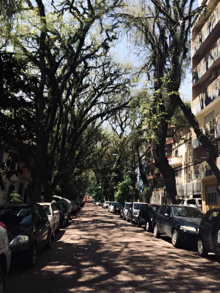 trees canopy porto alegre streets