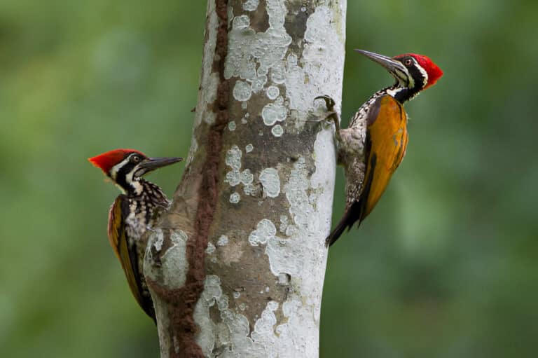 woodpeckers looking for food inside the wood help pest control in nature