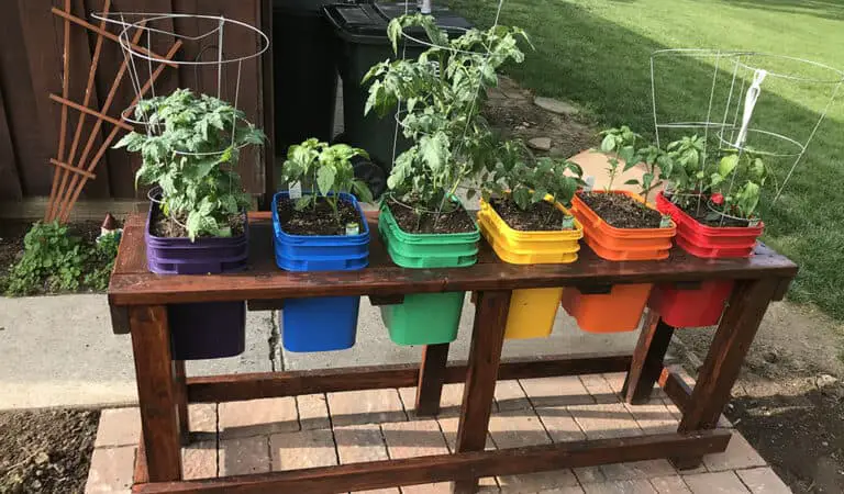 containers growing vegetables