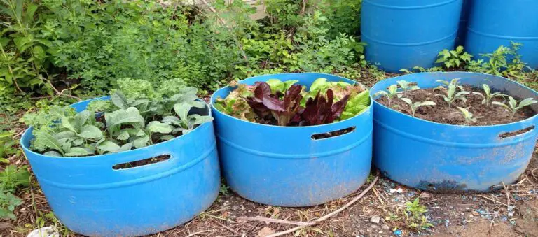 plastic container leafy greens