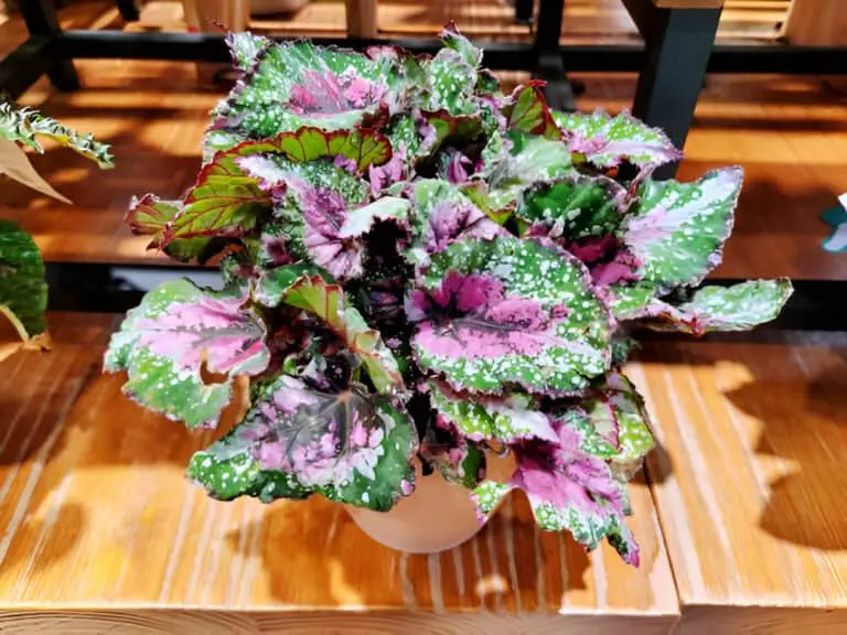 rex begonia jurassic watermelon