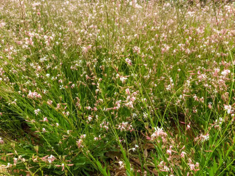 spring flowers and green grass in israel close up shot