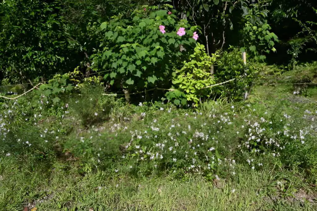 white gaura flowers onagraceae perennial plants native to north america