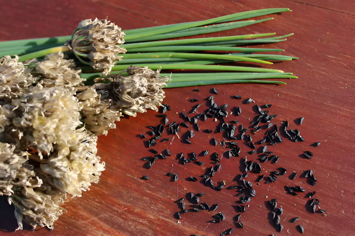 chives and chives seeds