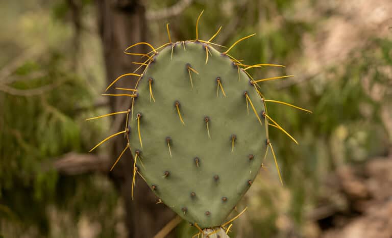 droopy yellow spines on prickly pear cactus