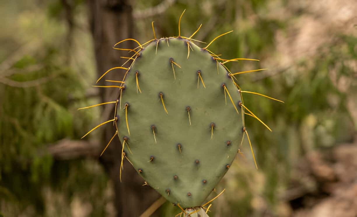 droopy yellow spines on prickly pear cactus