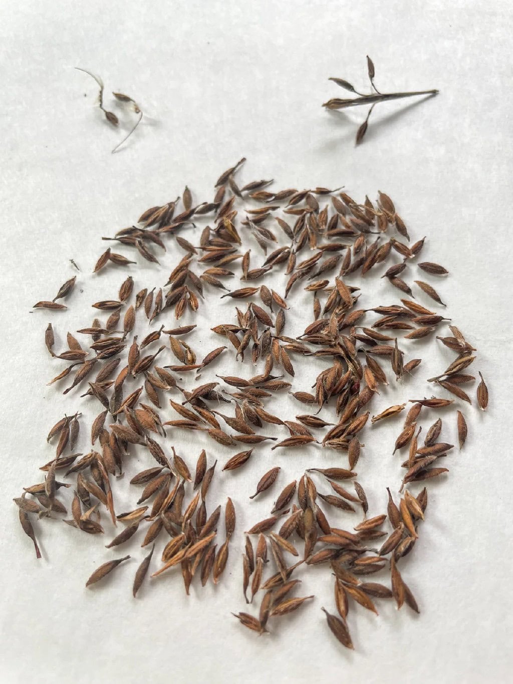 geranium seeds separated