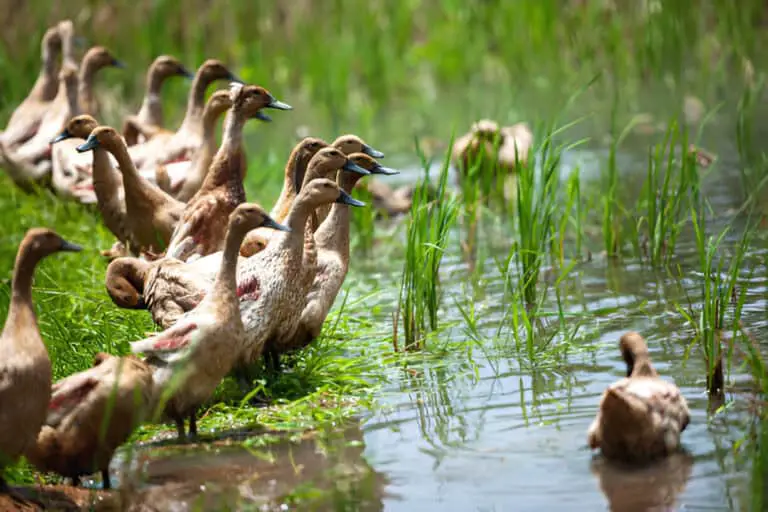 a flock of ducks geese at the watering hole