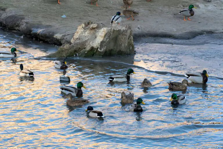 a group of ducks enjoys swimming in a pond