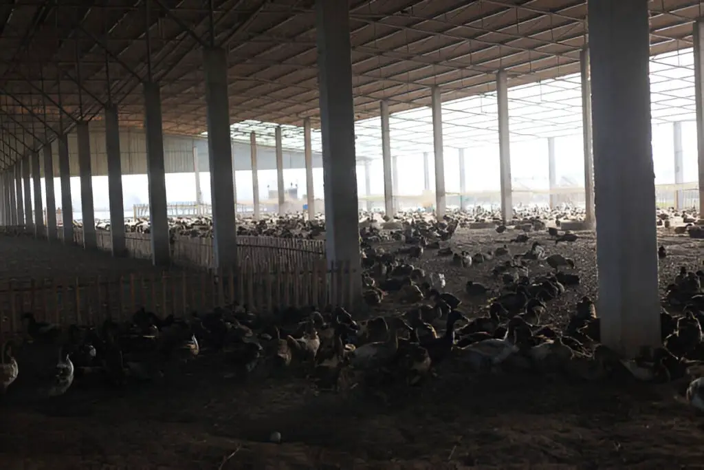 agriculture duck farm concept a flock of ducks in a coop