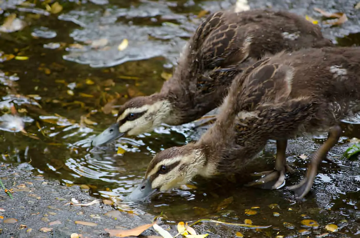 baby pacific black ducks drinking water from the ground