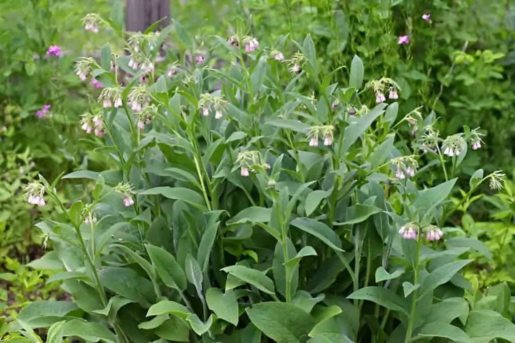 comfrey plant