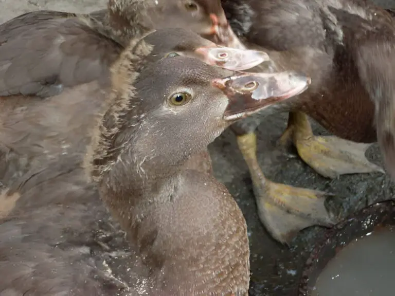 domestic duck on the farm