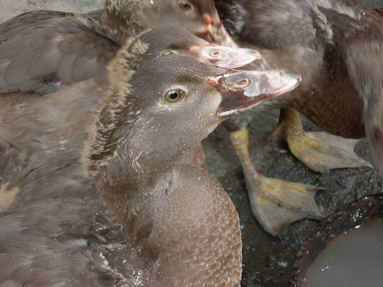 domestic duck on the farm