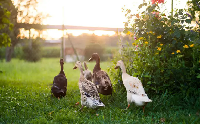 domestic ducks indian runner ducks