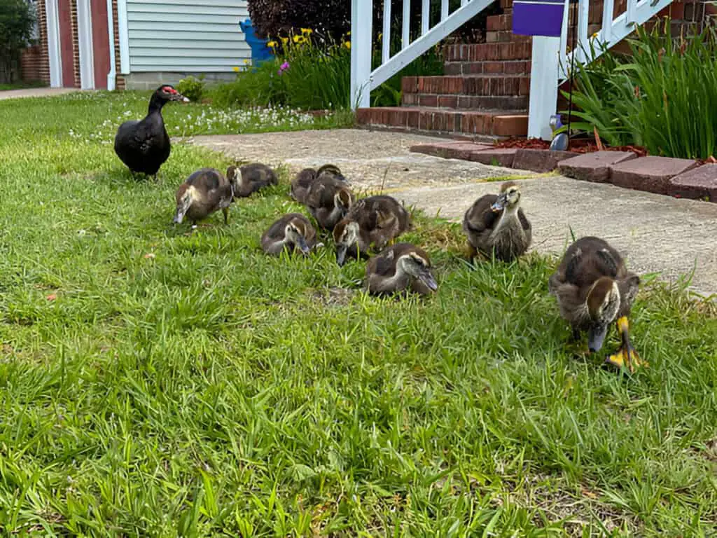 duck family goes from yard to yard for food