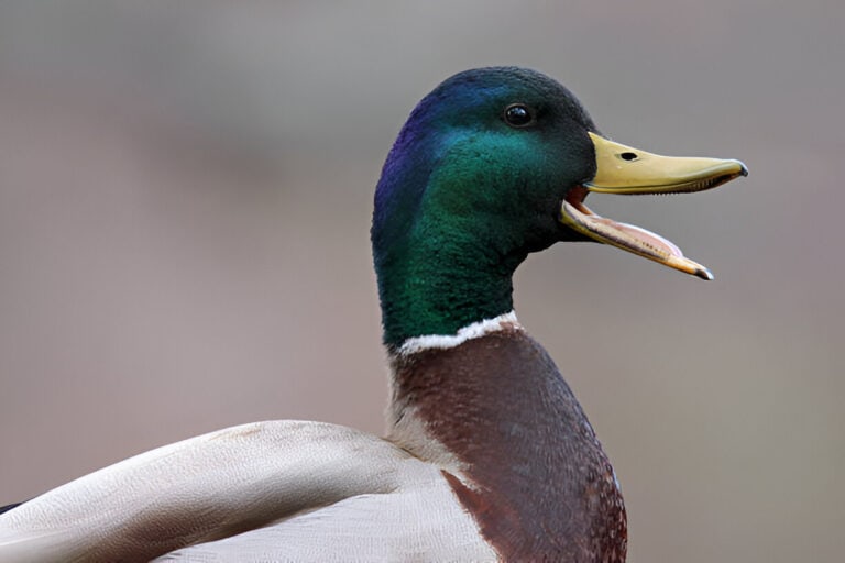 duck quack open mouth