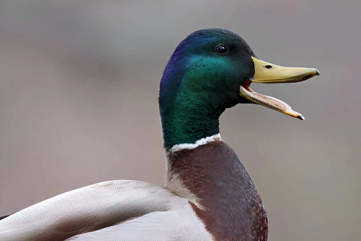 duck quack open mouth