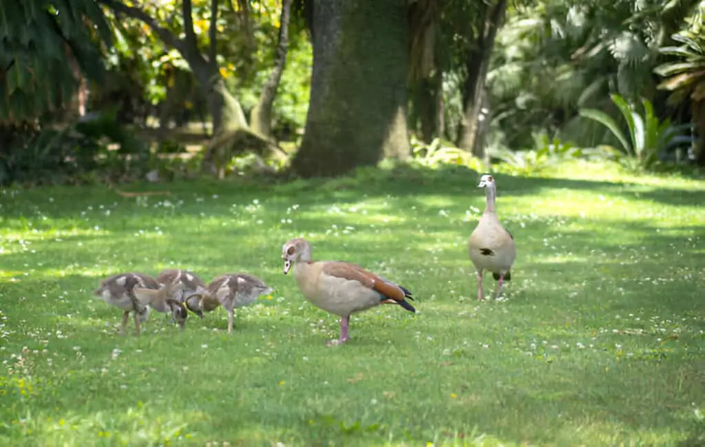 duck with ducklings in a botanical garden